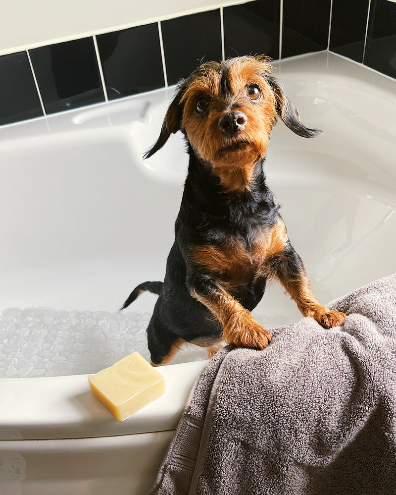 Natural Dog Care